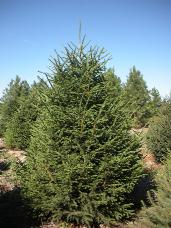 Norway Spruce